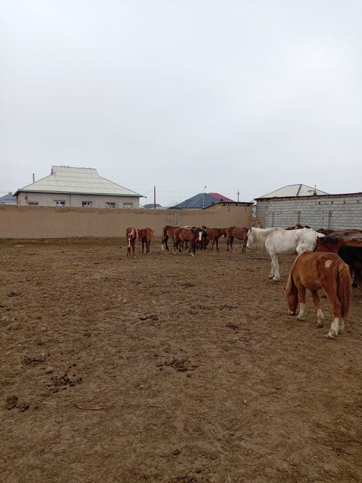 49 бас жабагы сатылады