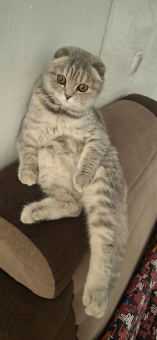 Scottish Fold mushugi sotiladi