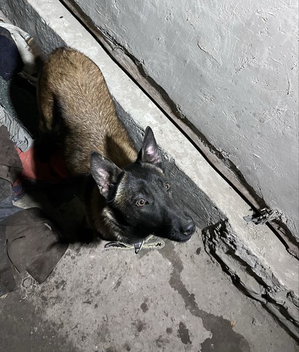 Malinua belgiyiski afcharka sotiladi