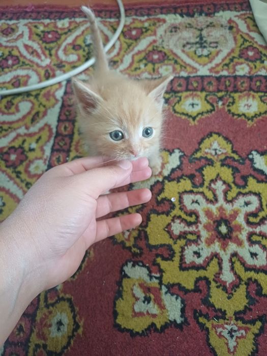 Отдам котят девочка и мальчик