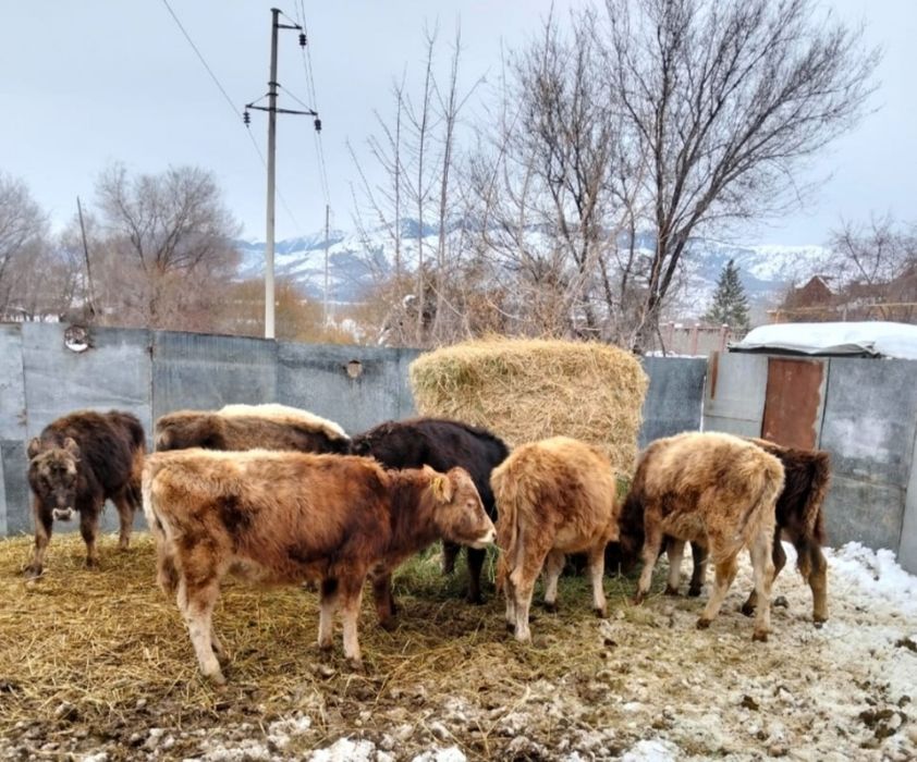 Продаются бычки .