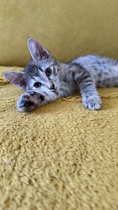 Кошечка в добрые руки