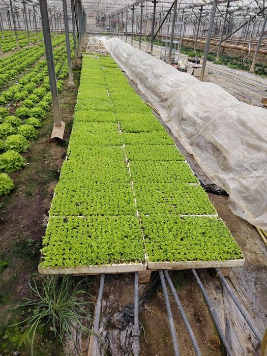 Разсад салати в 228