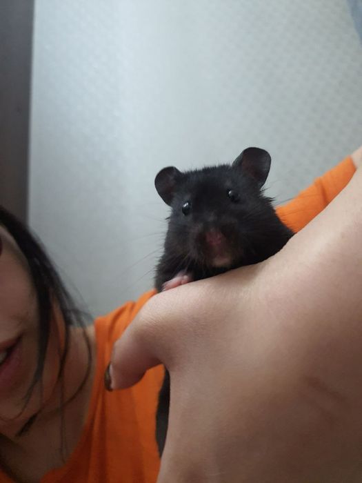 Хомячки домашние