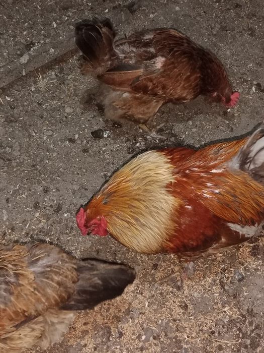Продам домашних курей, петухов