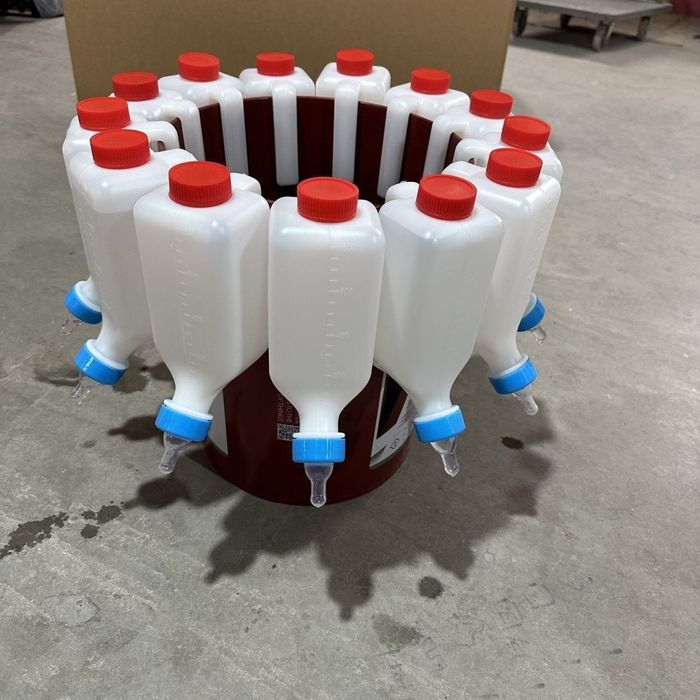 Лақтарға,  қозыларға сүт беру