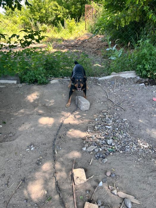 Ягтерьер щенки чистые