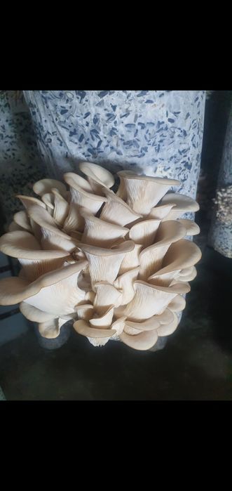 Шемішкенің қабығы (лузга подсолнечника)