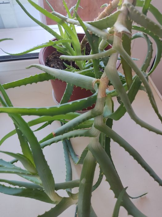 Продам прекрасное алоэ Вера