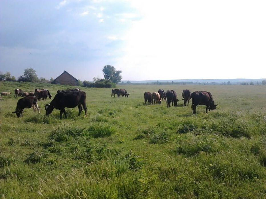 Био Домашно краве сирене