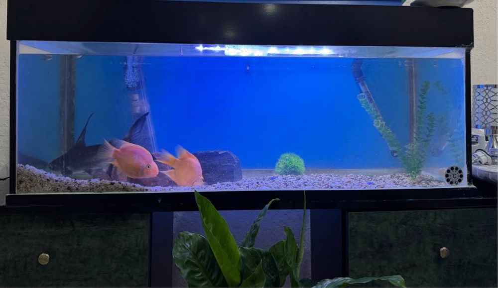 Аквариум сотилади срочно