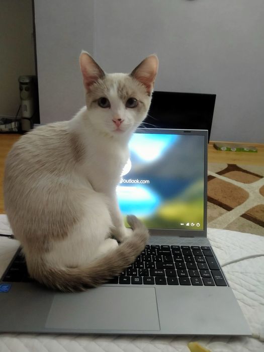 Кот  Космос ищет добрый дом!