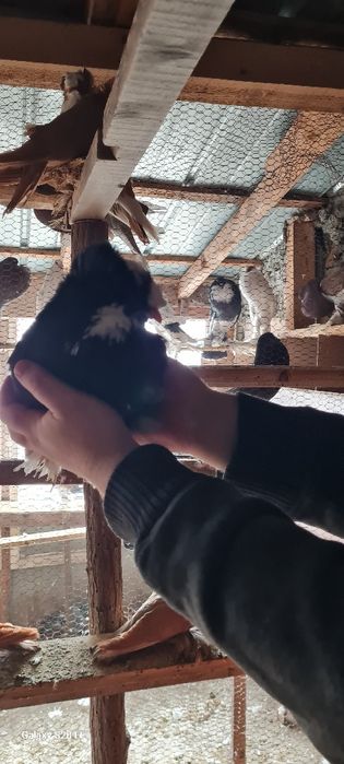 Продавам бухари двойки и единични