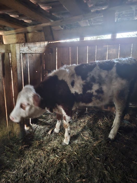 Vaca baltata romaneasca