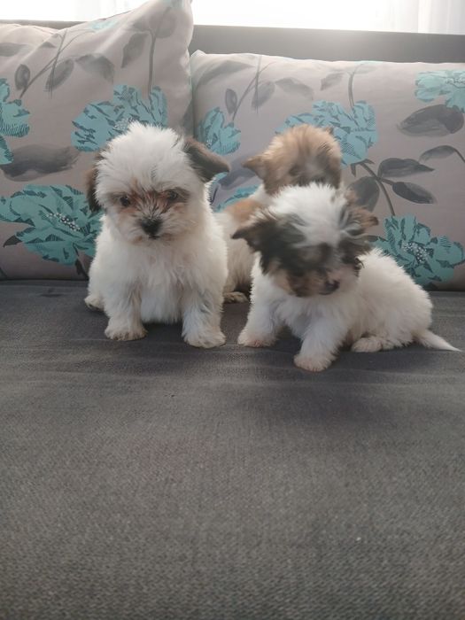 Cățeluși bichon de 8 săptămâni