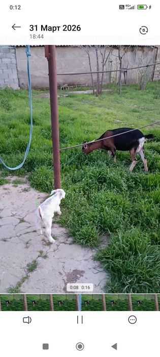 Альпи Ешкілер срочно срочно