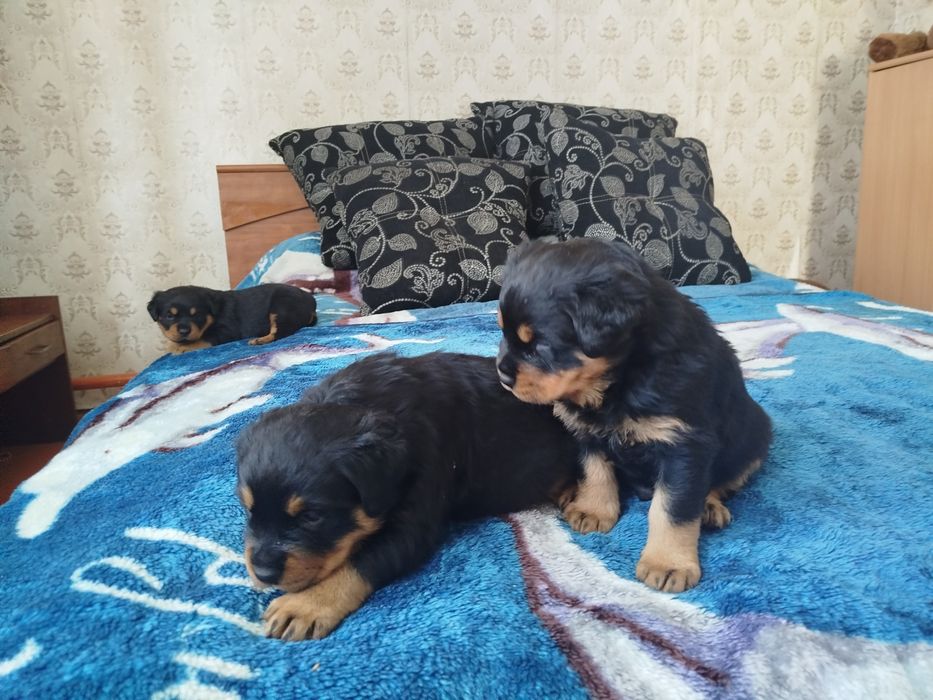 Продаются щенки ротвейлеровв
