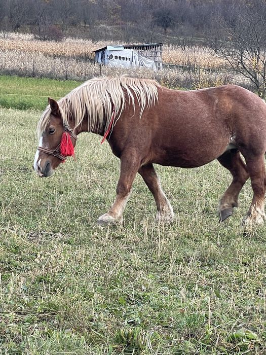 Disponibila iapa de 7ani cu manz de 4luni