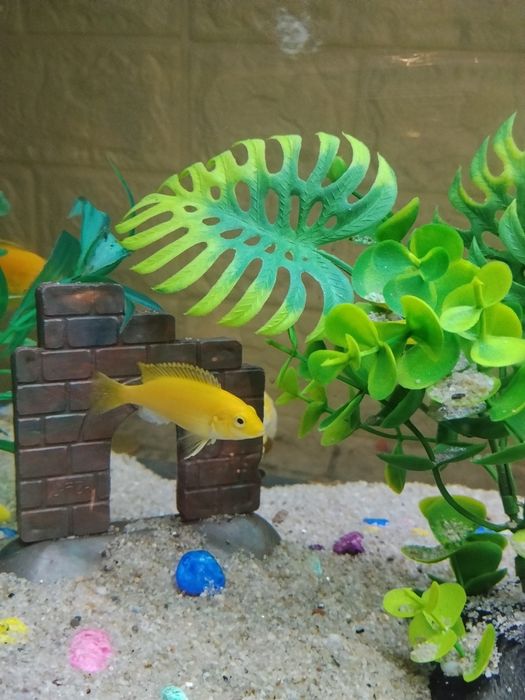 Baliq bolalari sotiladi