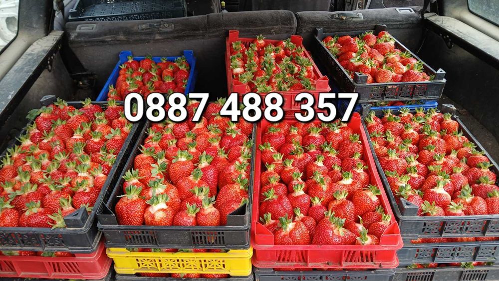 Продавам качествен разсад ягоди