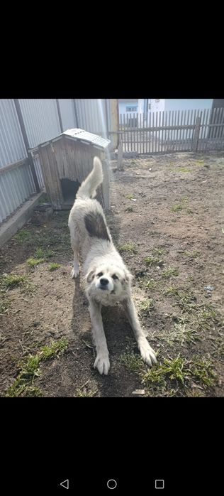 Отдам даром собаку