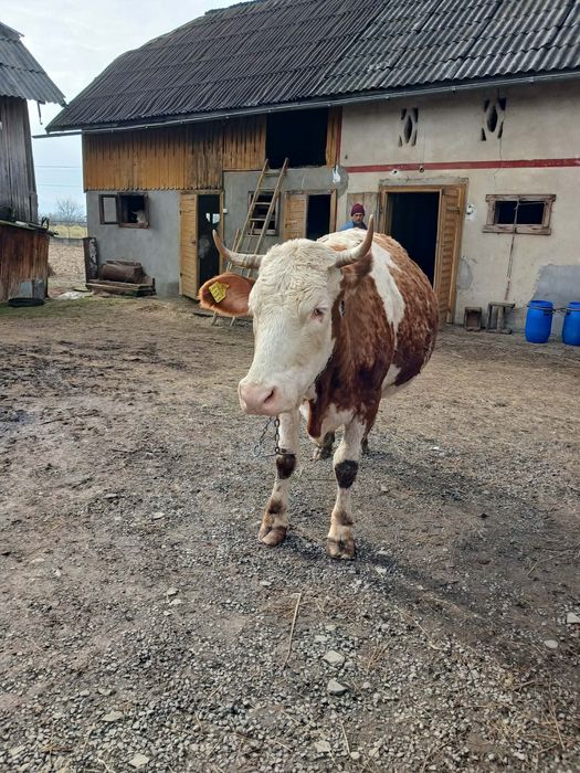 Vând vaca gestantă