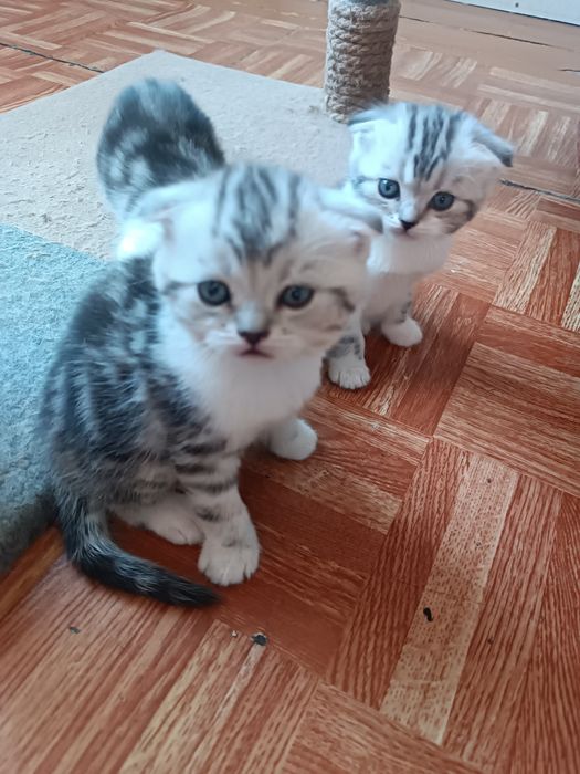 Шотландские вислоухие