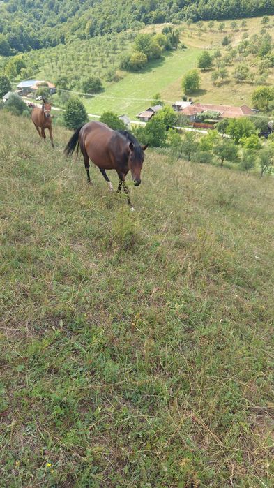 Vând măji Pur sânge arab și jumate arab