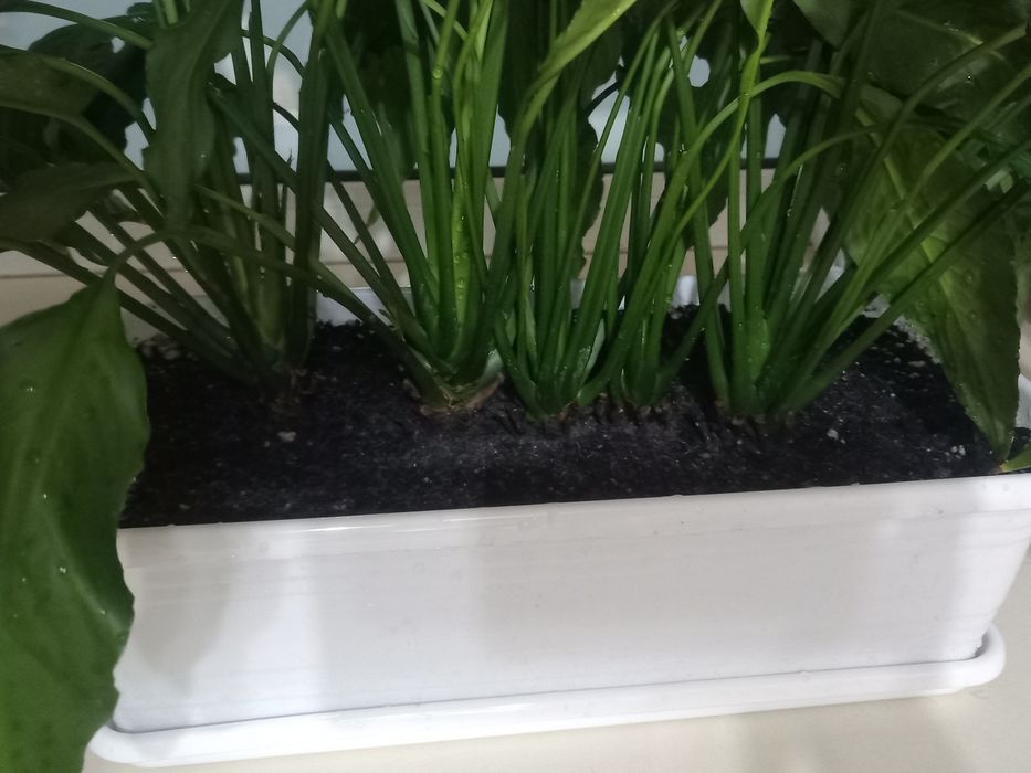 Продам Женское счастье