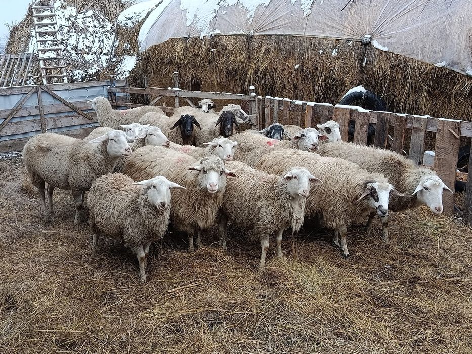 Vând oi tinere bune de lapte