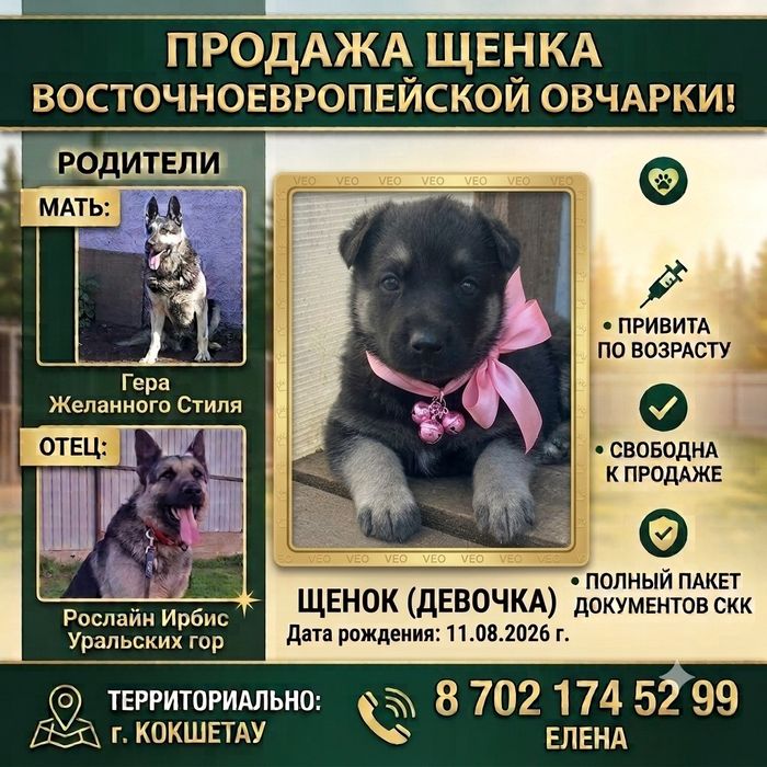 Щенок Восточноевропейской овчарки девочка