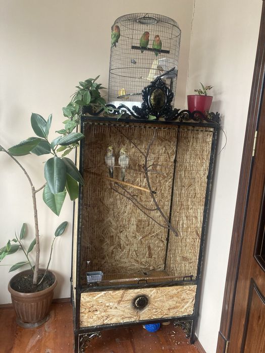 Valler Qush qafas, papugay,toti,qush