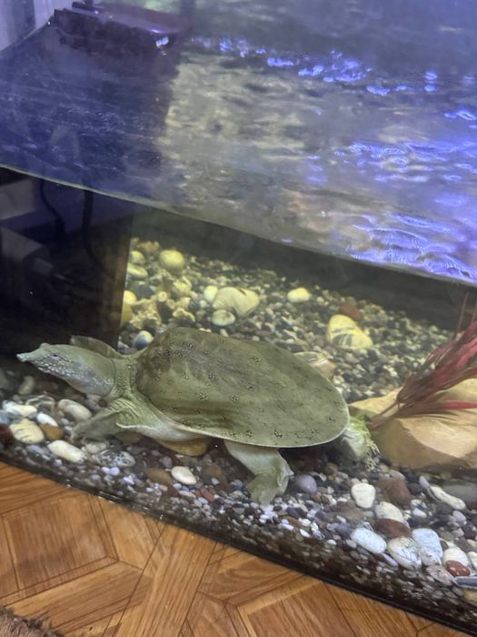 Продам аквариум с водяной черепахой тртоникс.