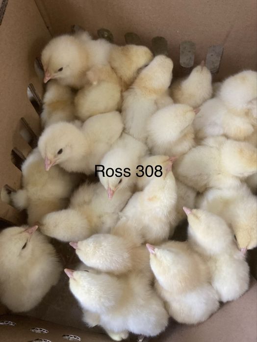 Pui de o zi carne ross 308