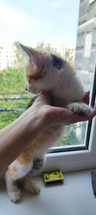 Пристраивается котенок в добрые руки- 2,5-3 месяца, девочка 3-х цветна