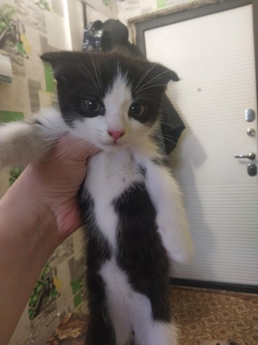 Продам котят британцы