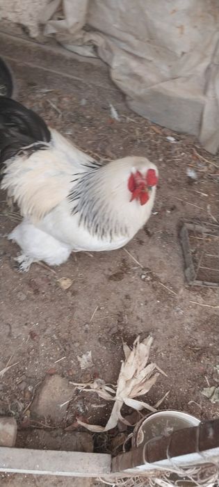 Брама тухумлари бор