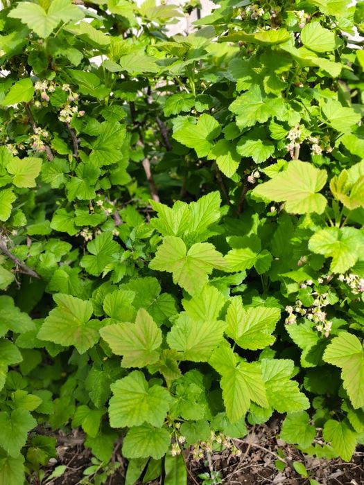 Смородина черная садовая