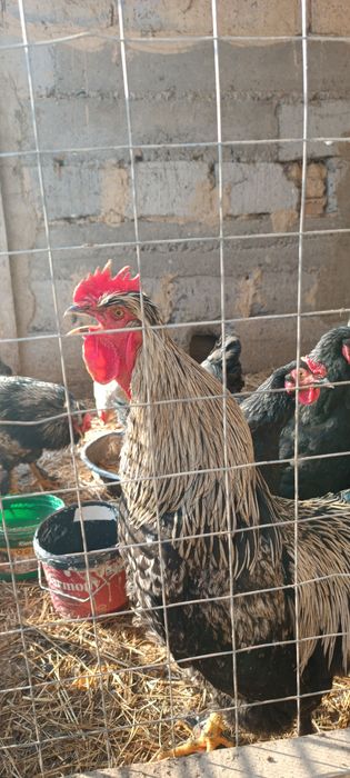 Қораздар сатамын, продам петухов