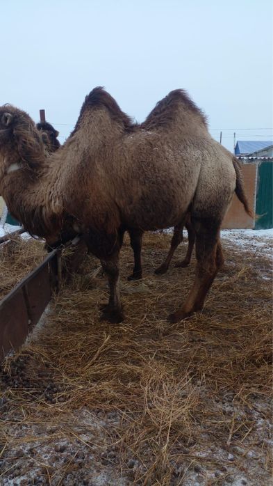 Буаз түйе сатылады