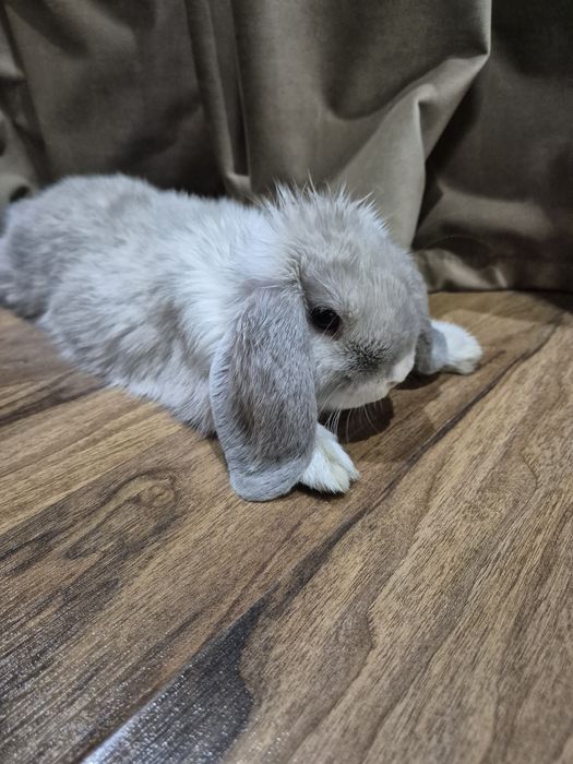 Крольчонок минилоп