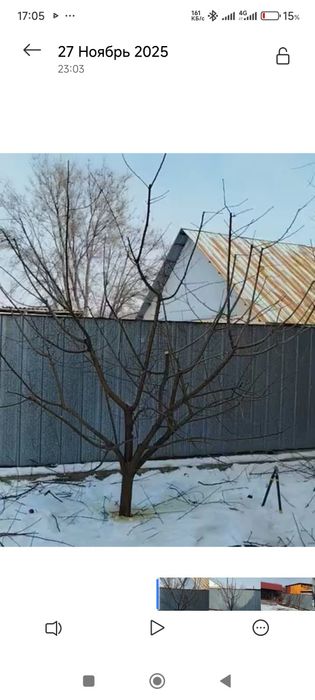 Жемис Агаштарын  кыркыу