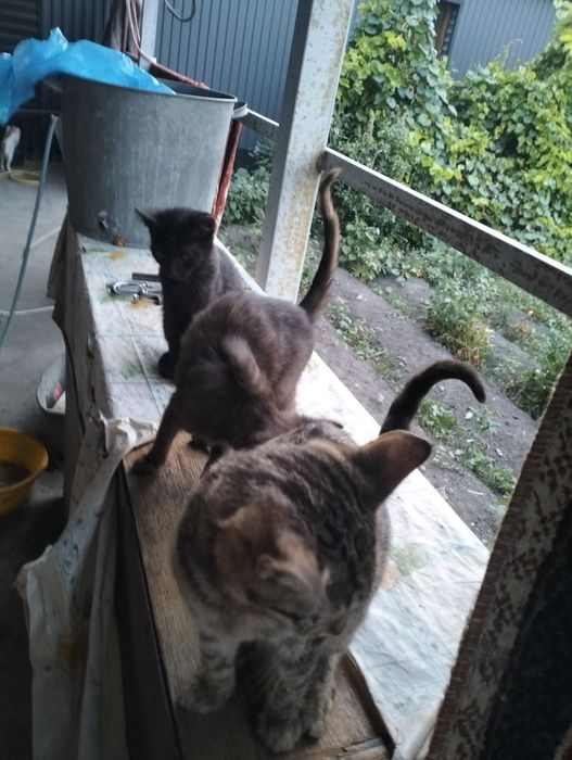 Отдам в добрые руки котят