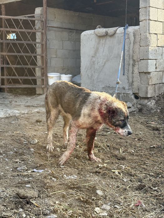 Еркек алабай 7 айлық