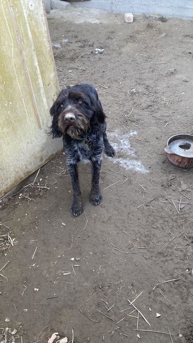 Дратхаар кабель гатовый охотник