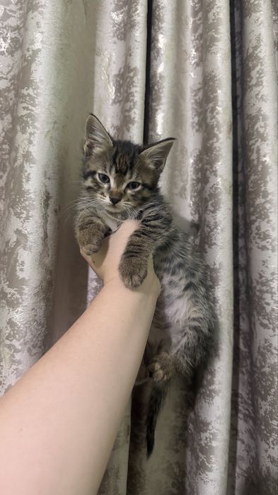 Котенок мальчик отдам в добрые руки
