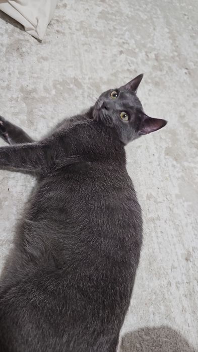 Кот на вязку бесплатно