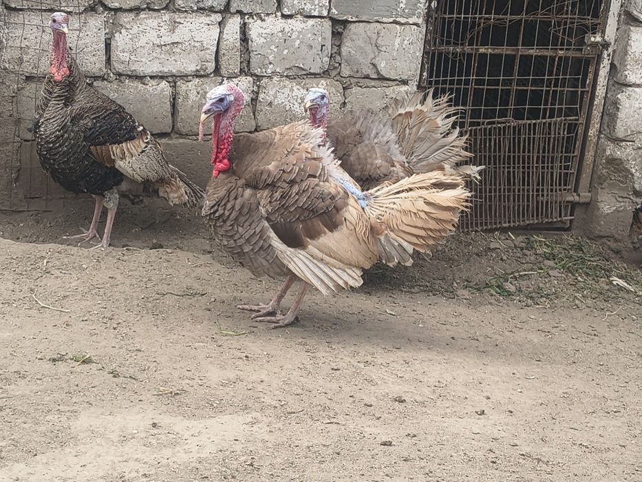 Disponibili curcanii