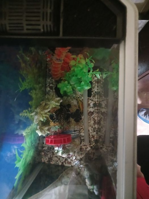 Аквариум без рыбок