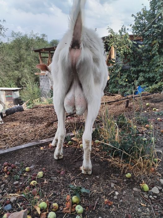 Козел, теке, козы вязка, случка